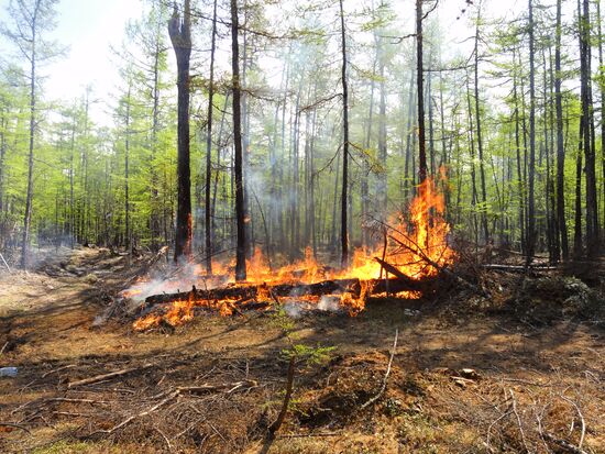Лесной пожар в Якутске