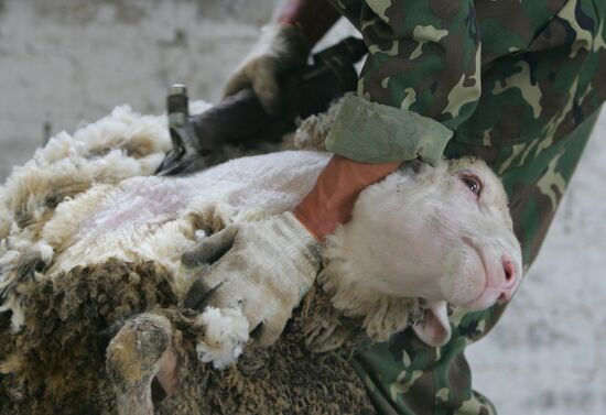Работа предприятия по разведению овец в Белоруссии