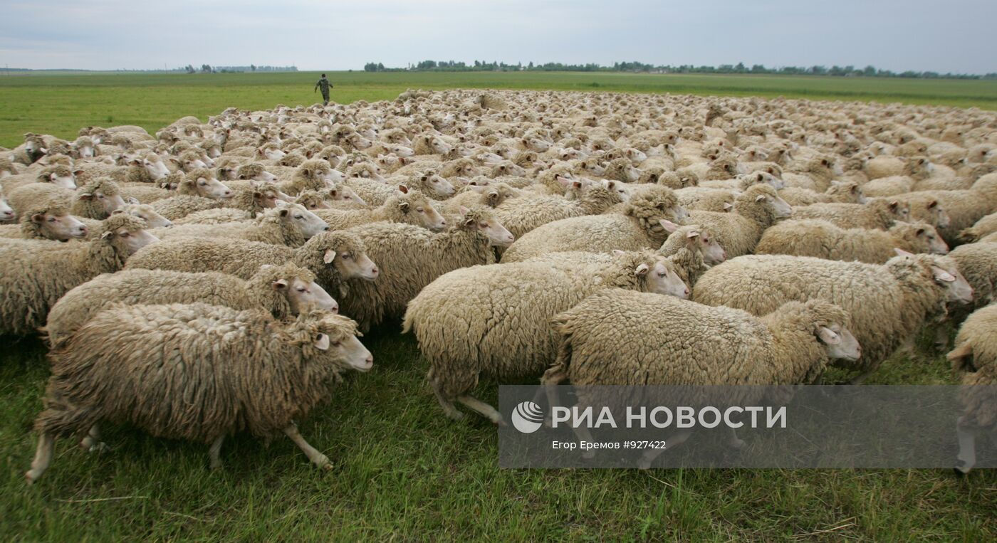 Работа предприятия по разведению овец в Белоруссии