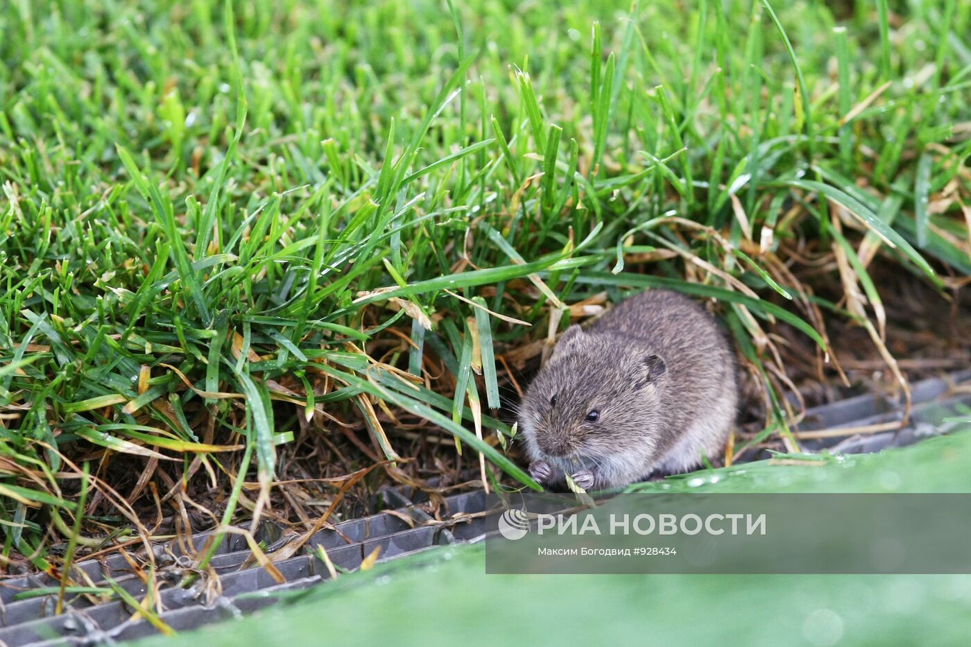 Мышь на футбольном поле