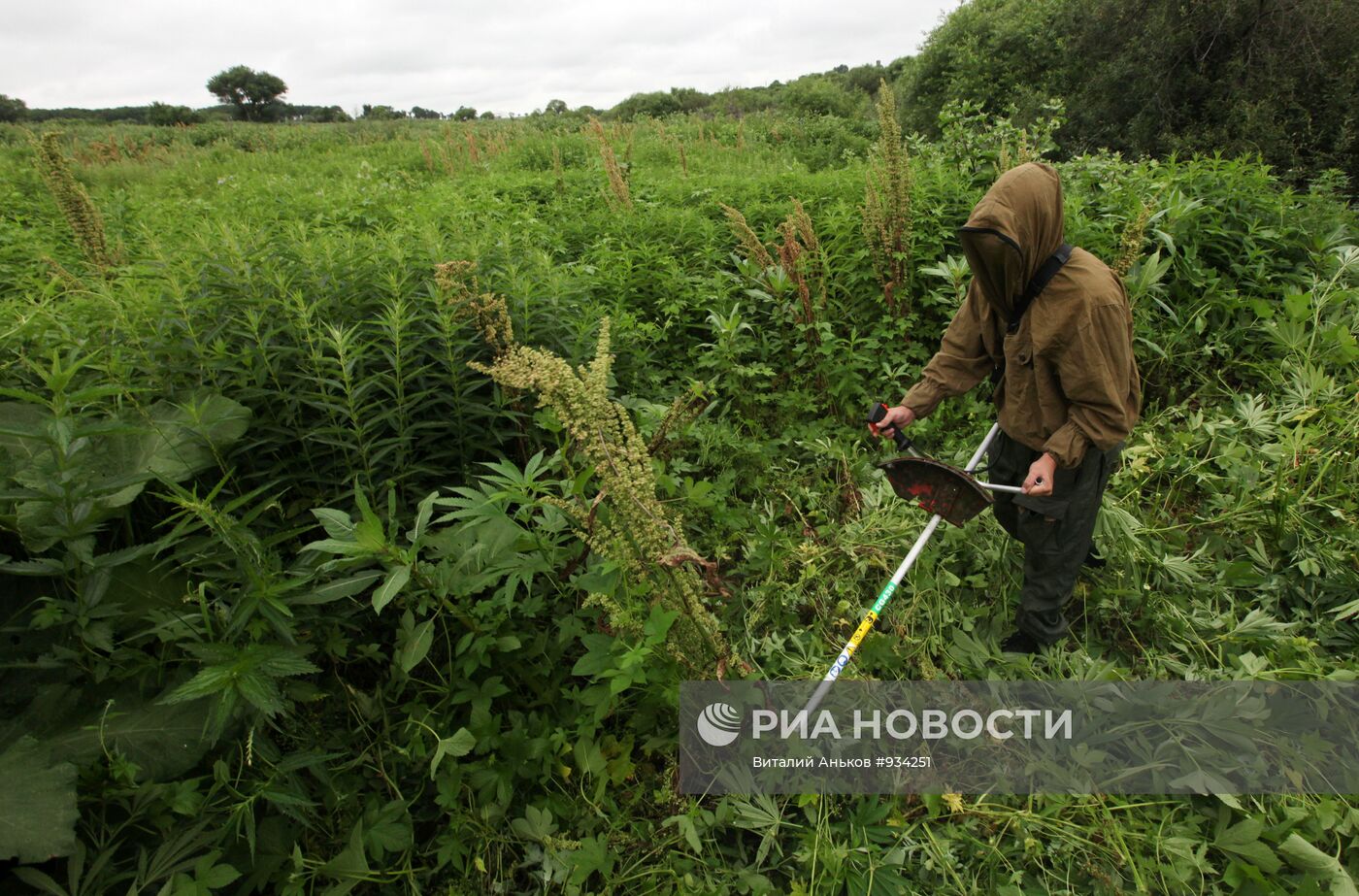 Уничтожение в Приморье дикорастущей конопли