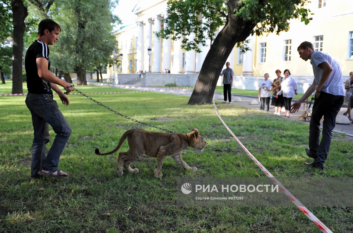 Молодая львица живет в микроавтобусе в Санкт-Петербурге