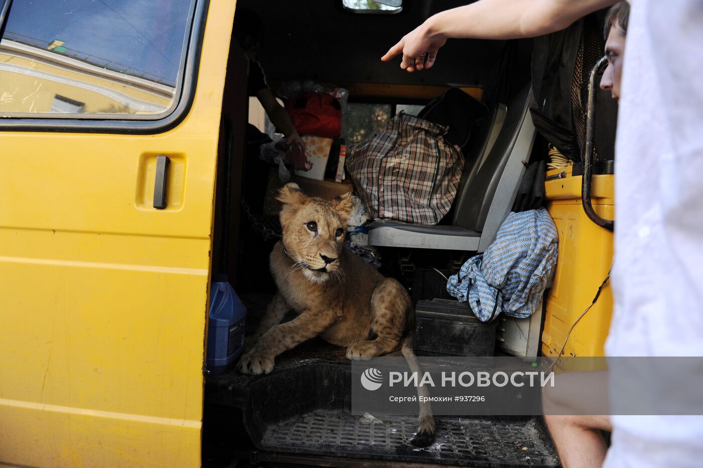 Молодая львица живет в микроавтобусе в Санкт-Петербурге