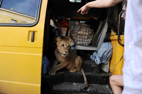 Молодая львица живет в микроавтобусе в Санкт-Петербурге