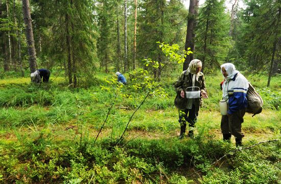 Сбор черники в лесу в Новгородской области