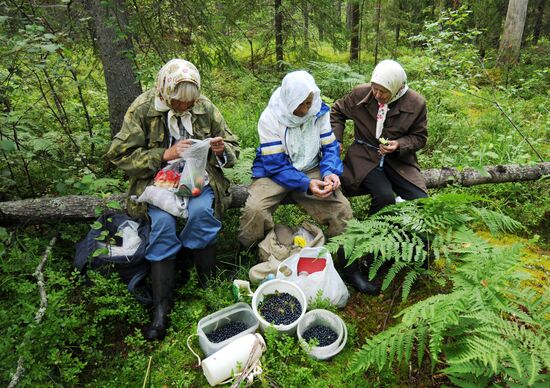 Сбор черники в лесу в Новгородской области
