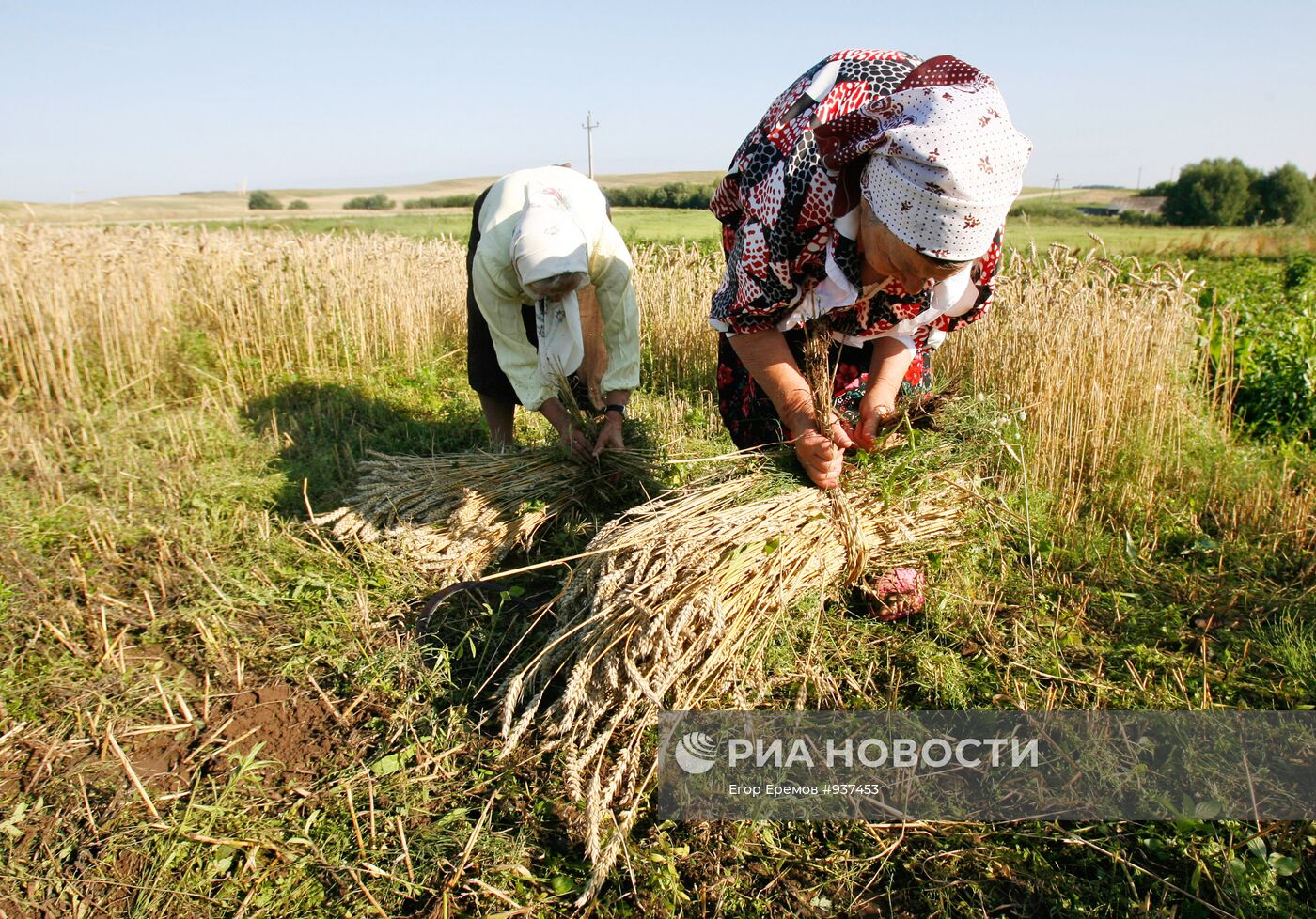 Жатва пшеницы в деревне Даниловичи