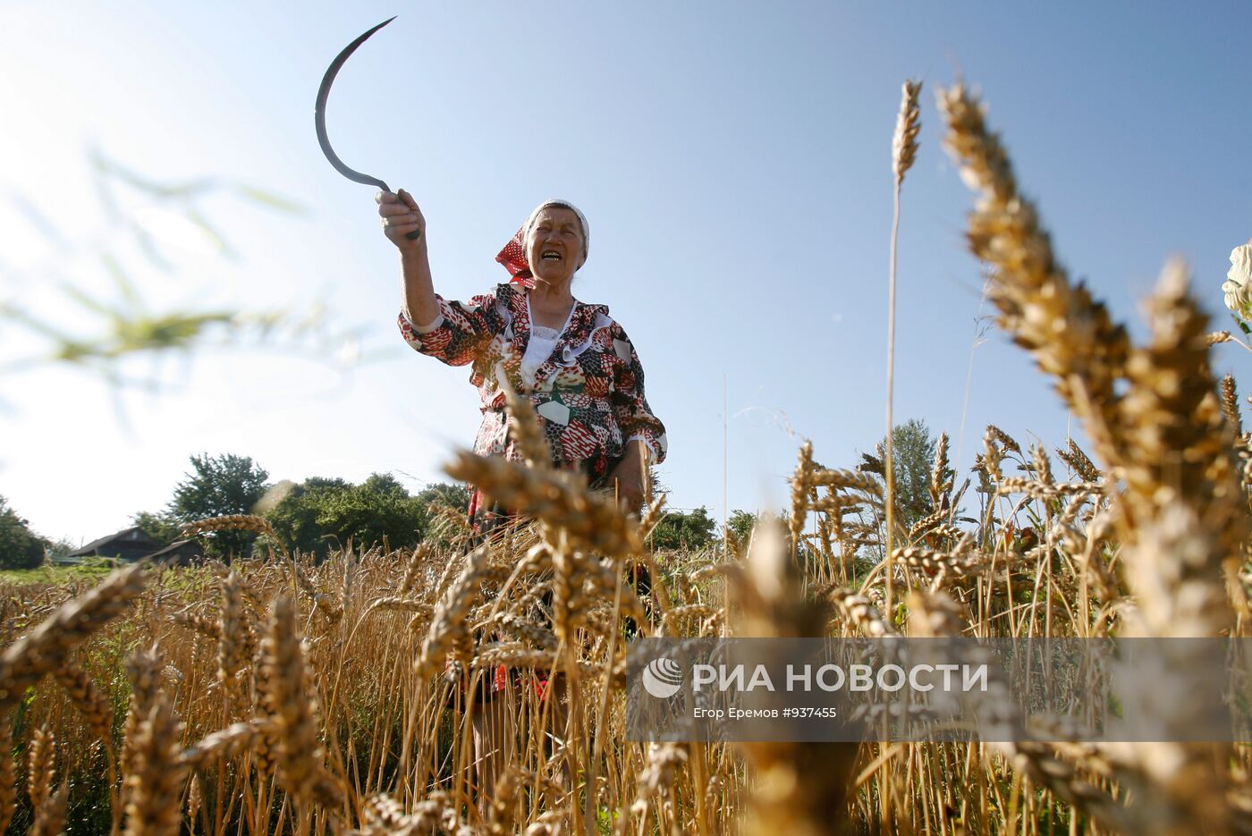 Жатва пшеницы в деревне Даниловичи