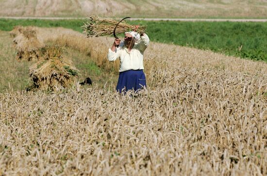 Жатва пшеницы в деревне Даниловичи