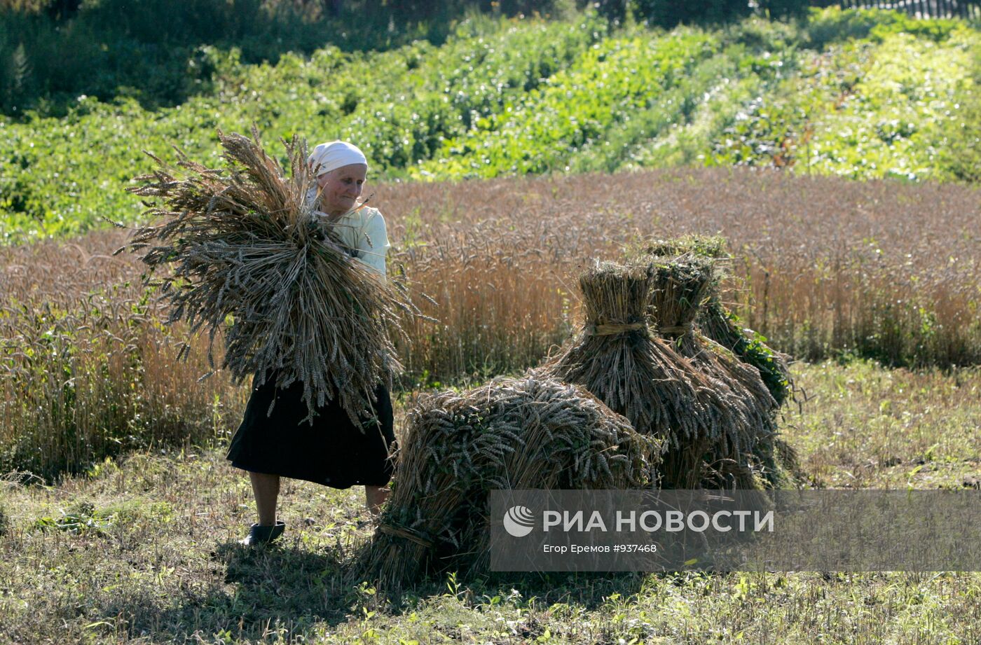 Жатва пшеницы в деревне Даниловичи