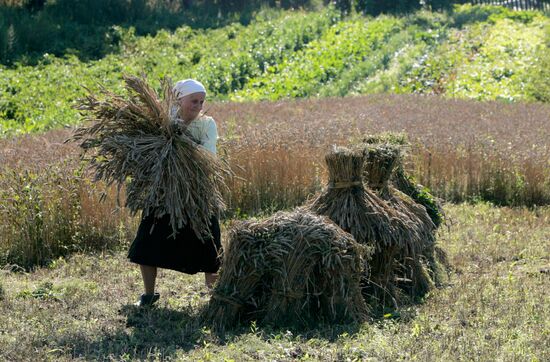 Жатва пшеницы в деревне Даниловичи
