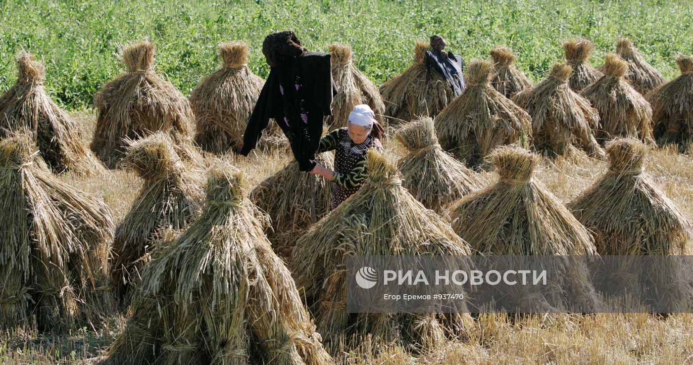 Жатва пшеницы в деревне Даниловичи