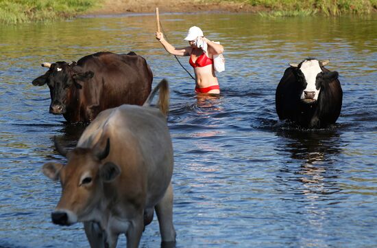 Девушка переводит коров через реку Тезу