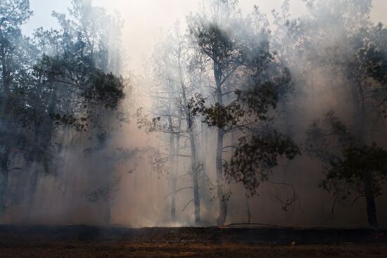 Лесные пожары в Волгоградской области