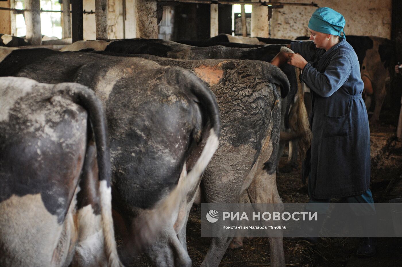 Работа врачей ветеринарной лечебницы в Новгородской области