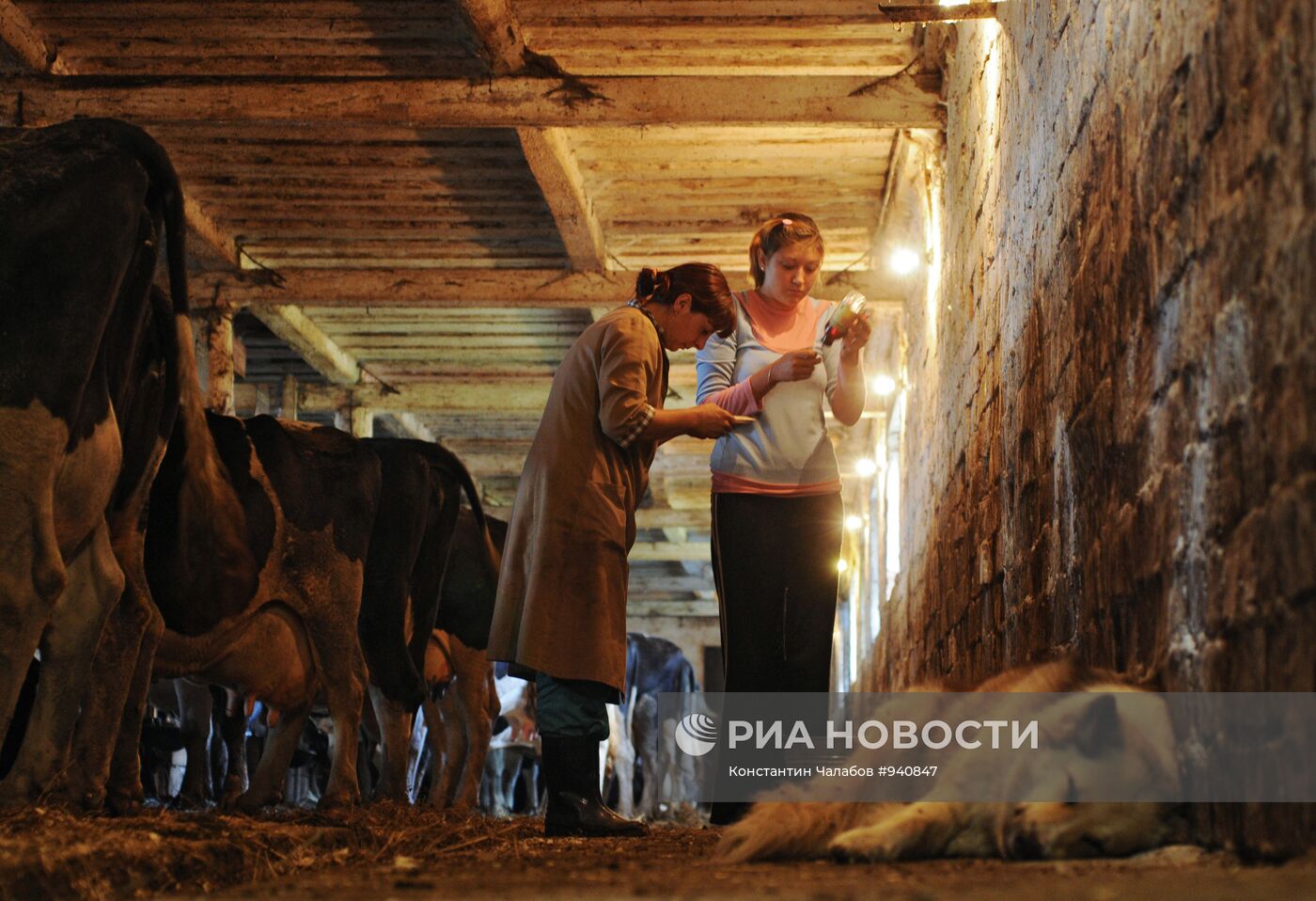 Работа врачей ветеринарной лечебницы в Новгородской области