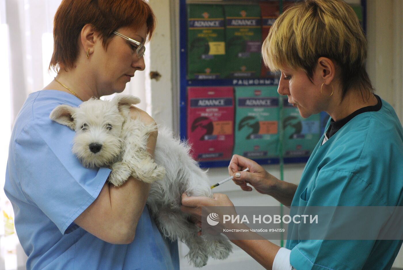 Работа районной ветеринарной станции в Великом Новгороде