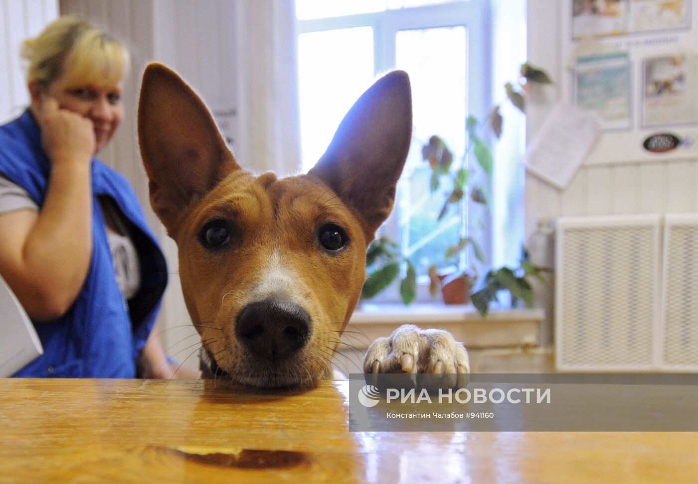 Работа районной ветеринарной станции в Великом Новгороде