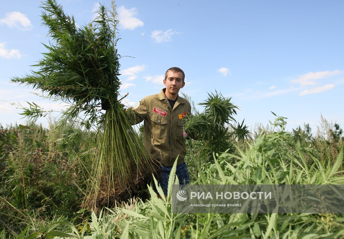 Уничтожение дикорастущей конопли в Алтайском крае