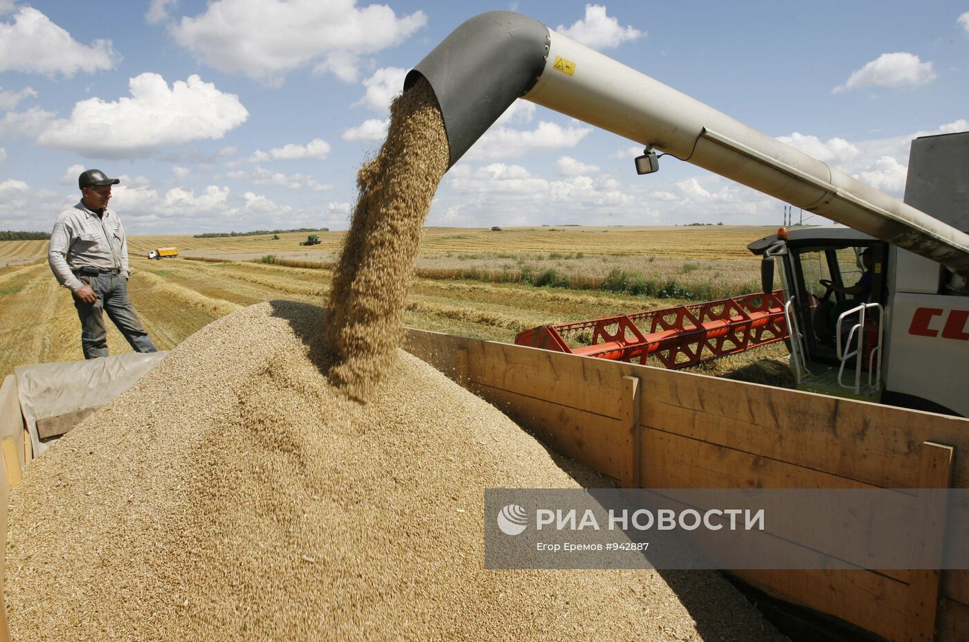 Сбор урожая пшеницы в поле около деревни Птич Минского района