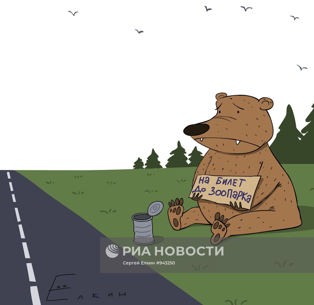 Томские медведи стали попрошайничать на дорогах