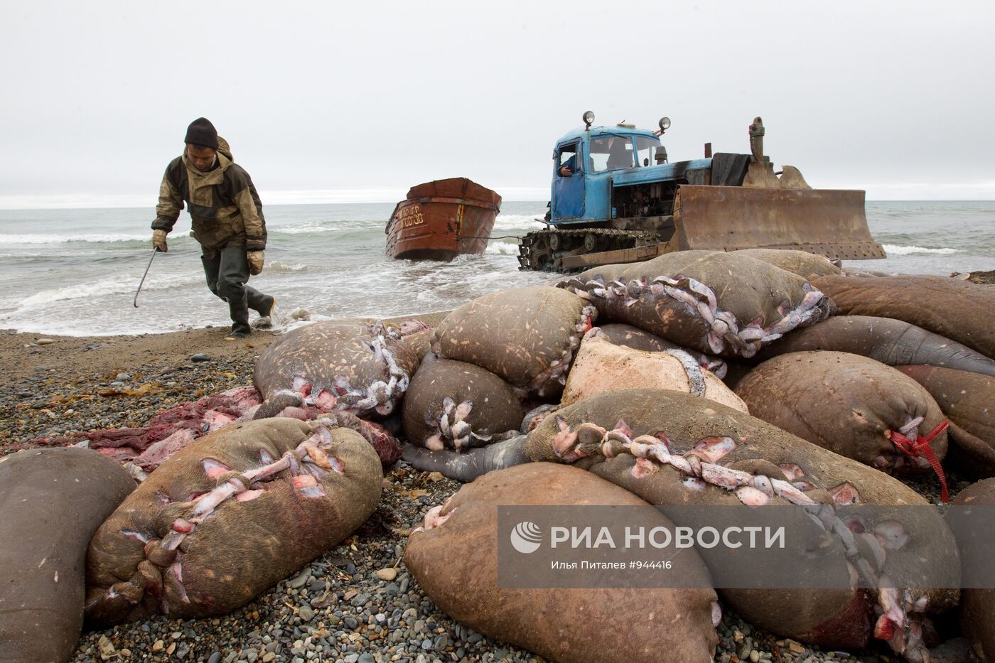 Промысел моржей на Чукотке