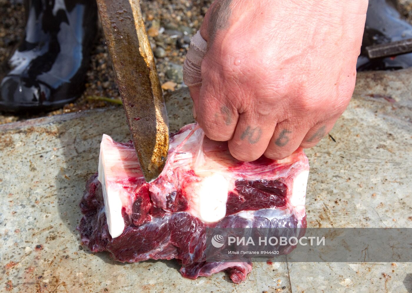 Промысел моржей на Чукотке