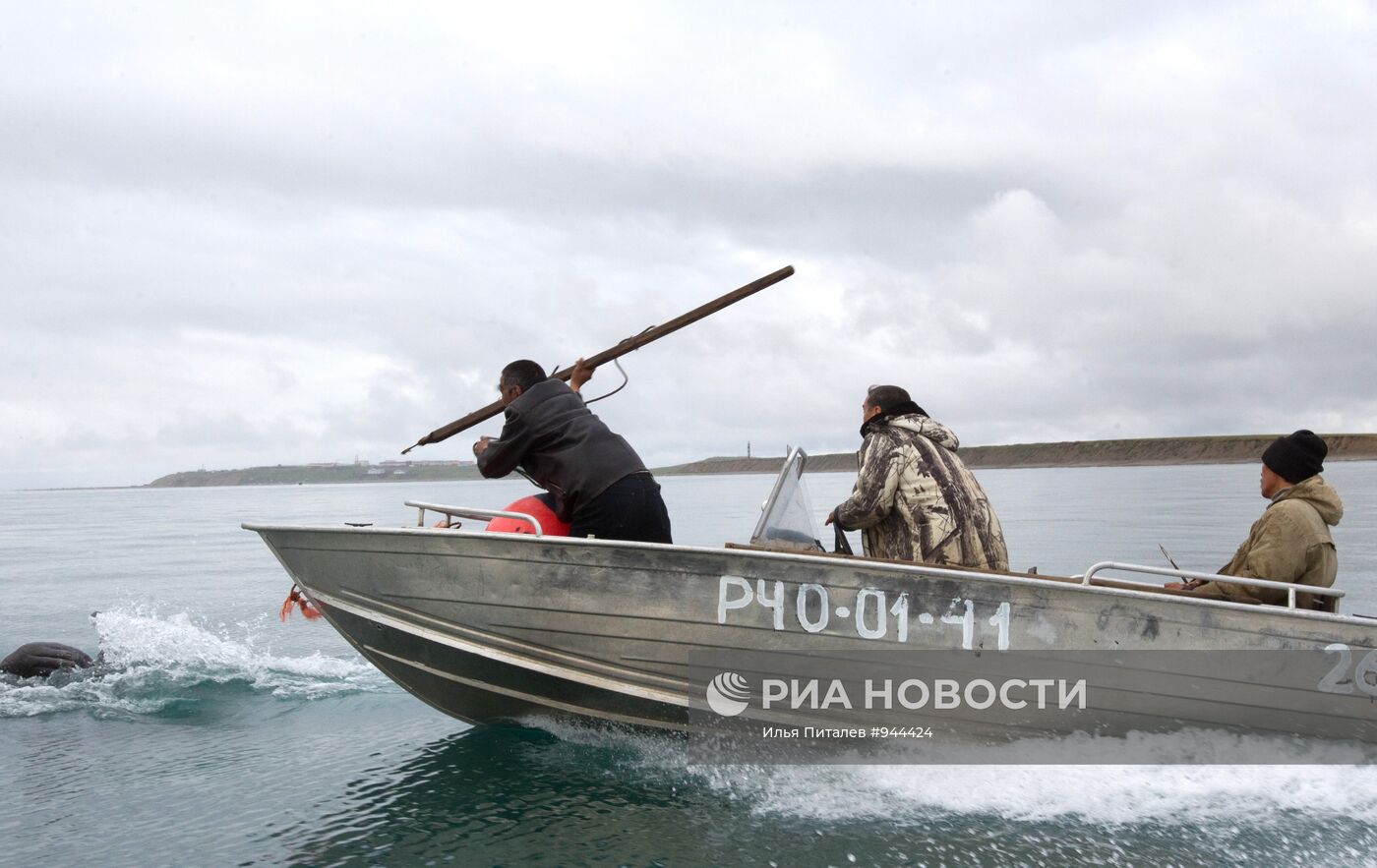 Промысел моржей на Чукотке
