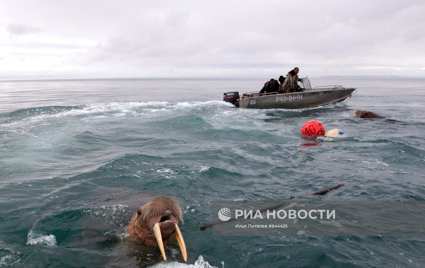 Промысел моржей на Чукотке