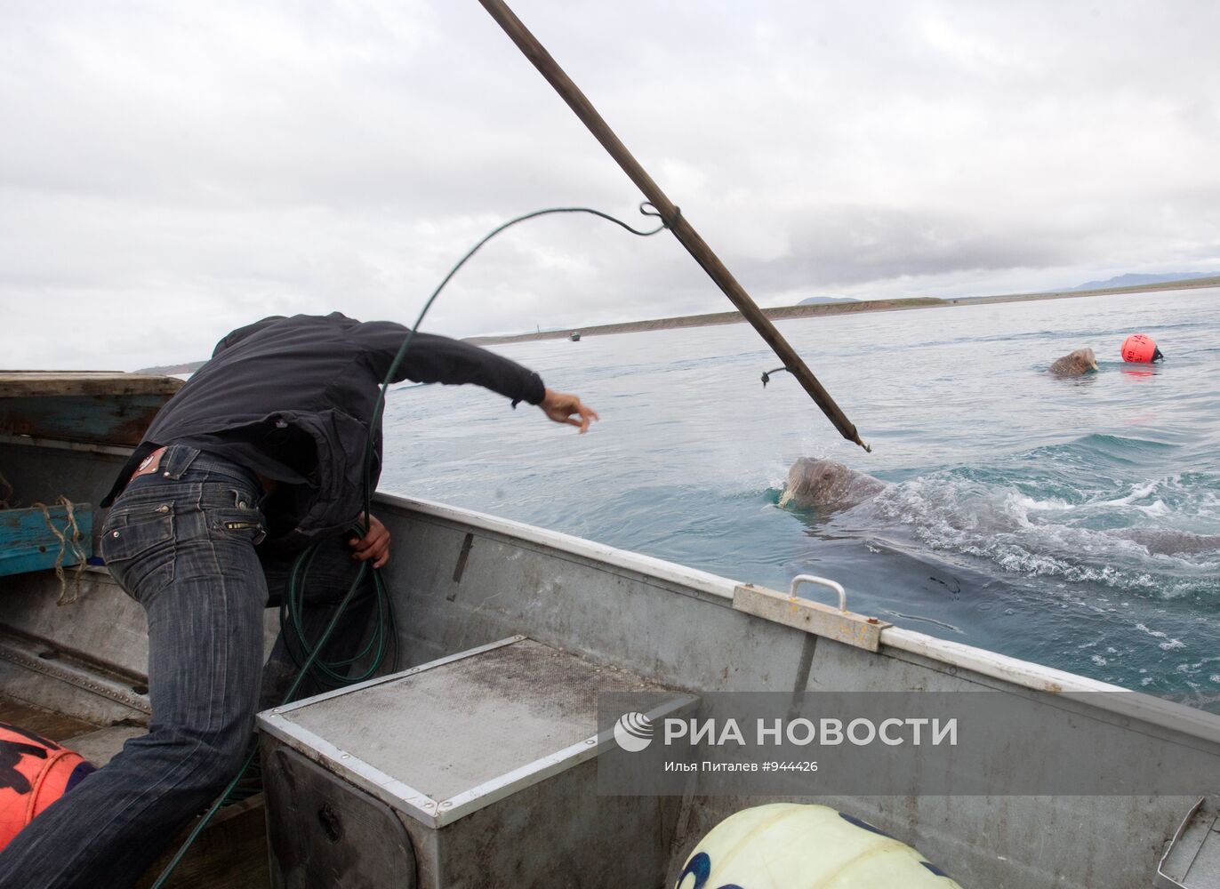 Промысел моржей на Чукотке