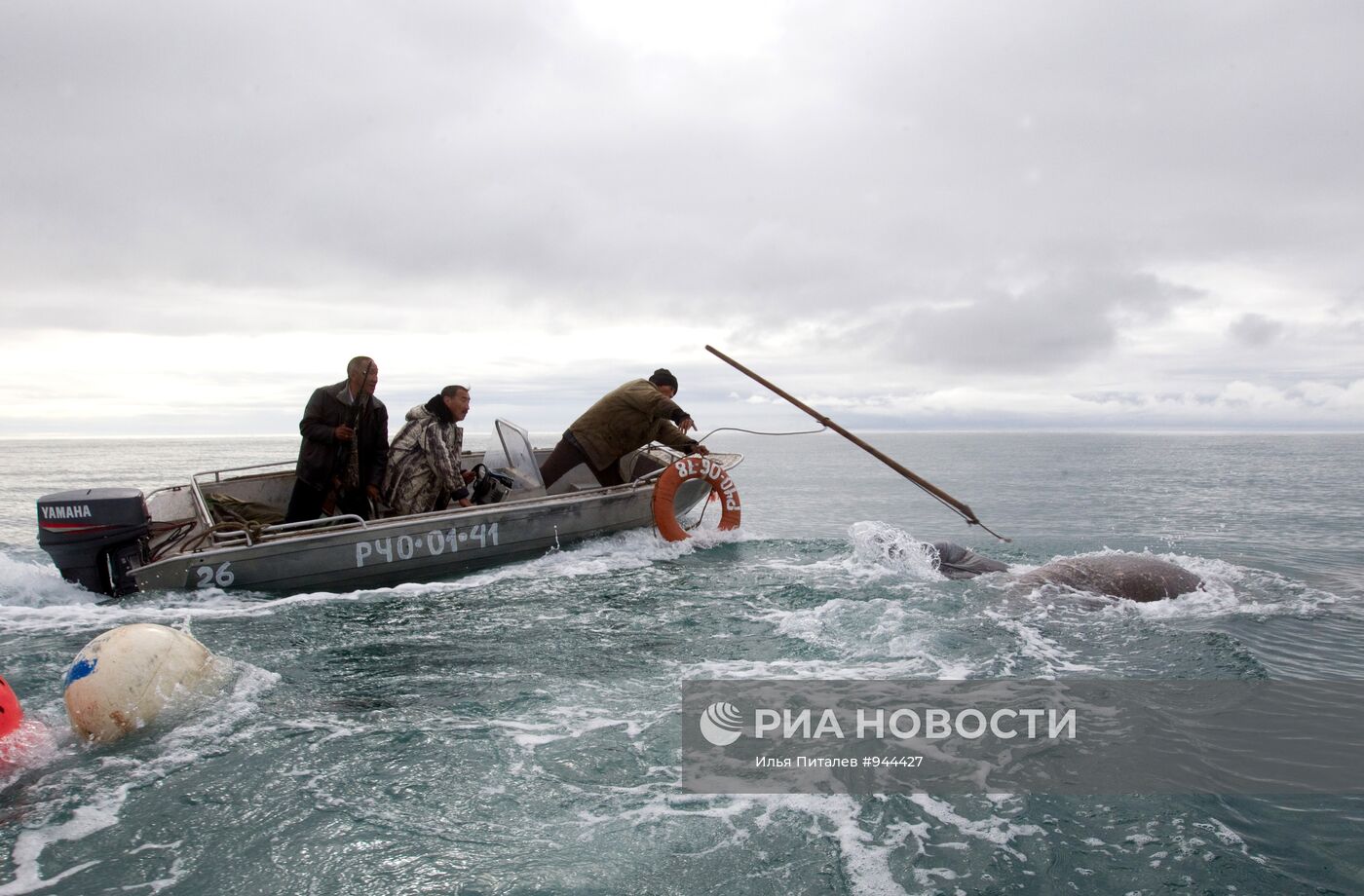 Промысел моржей на Чукотке