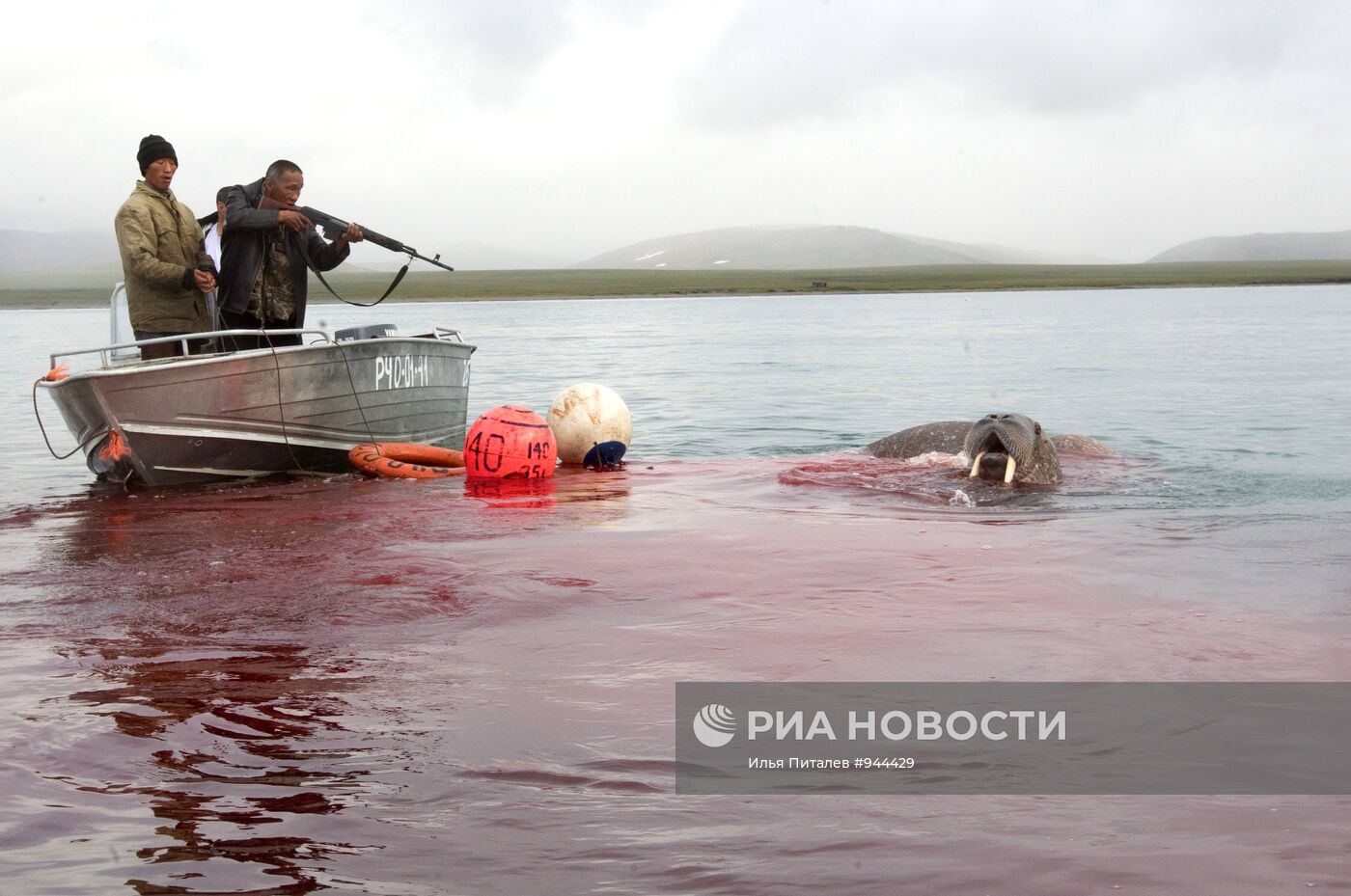 Промысел моржей на Чукотке