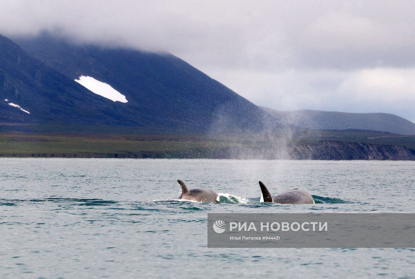 Промысел моржей на Чукотке