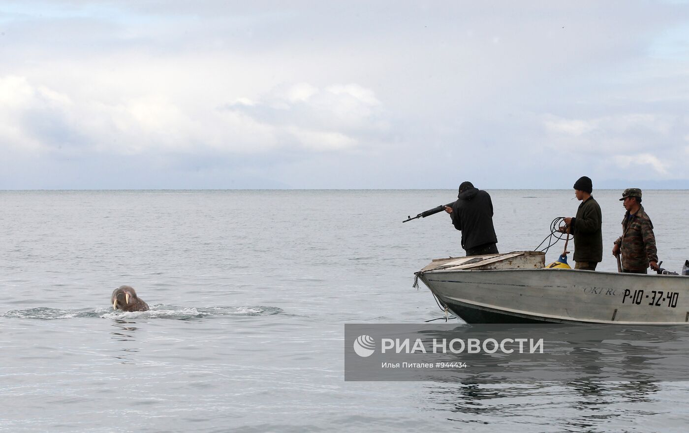Промысел моржей на Чукотке