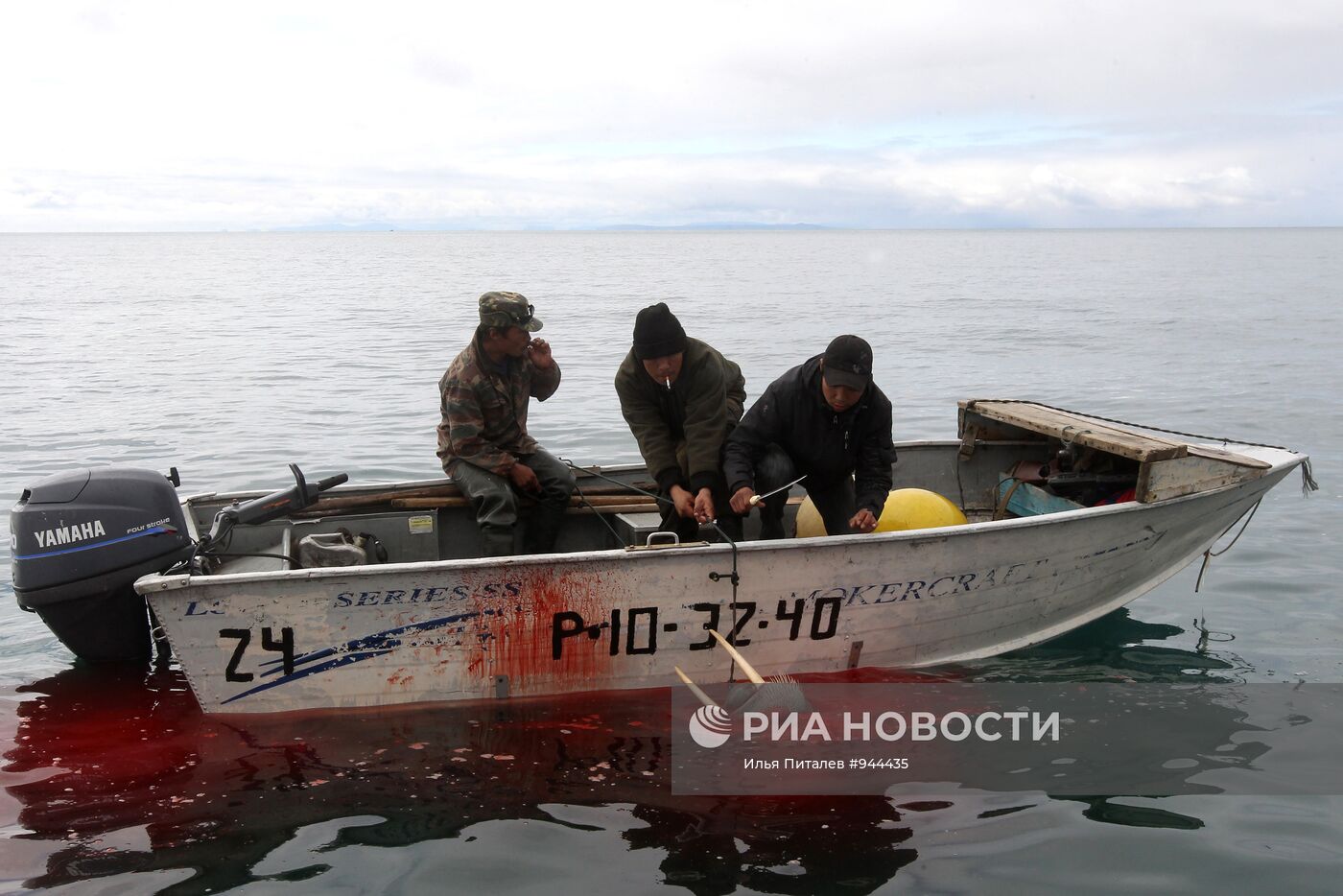 Промысел моржей на Чукотке