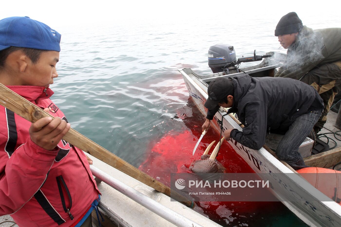 Промысел моржей на Чукотке