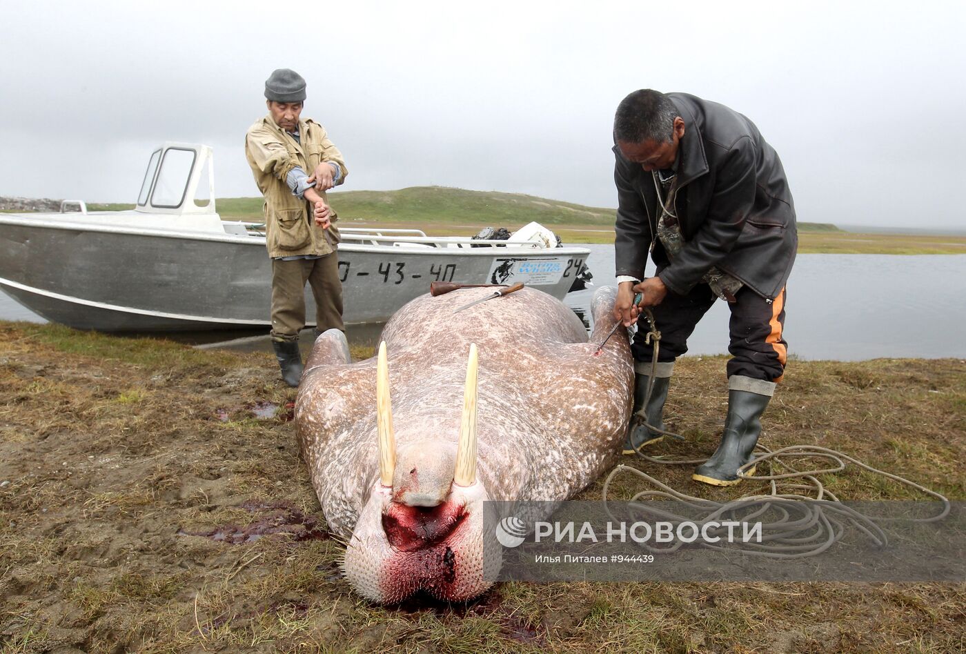 Промысел моржей на Чукотке