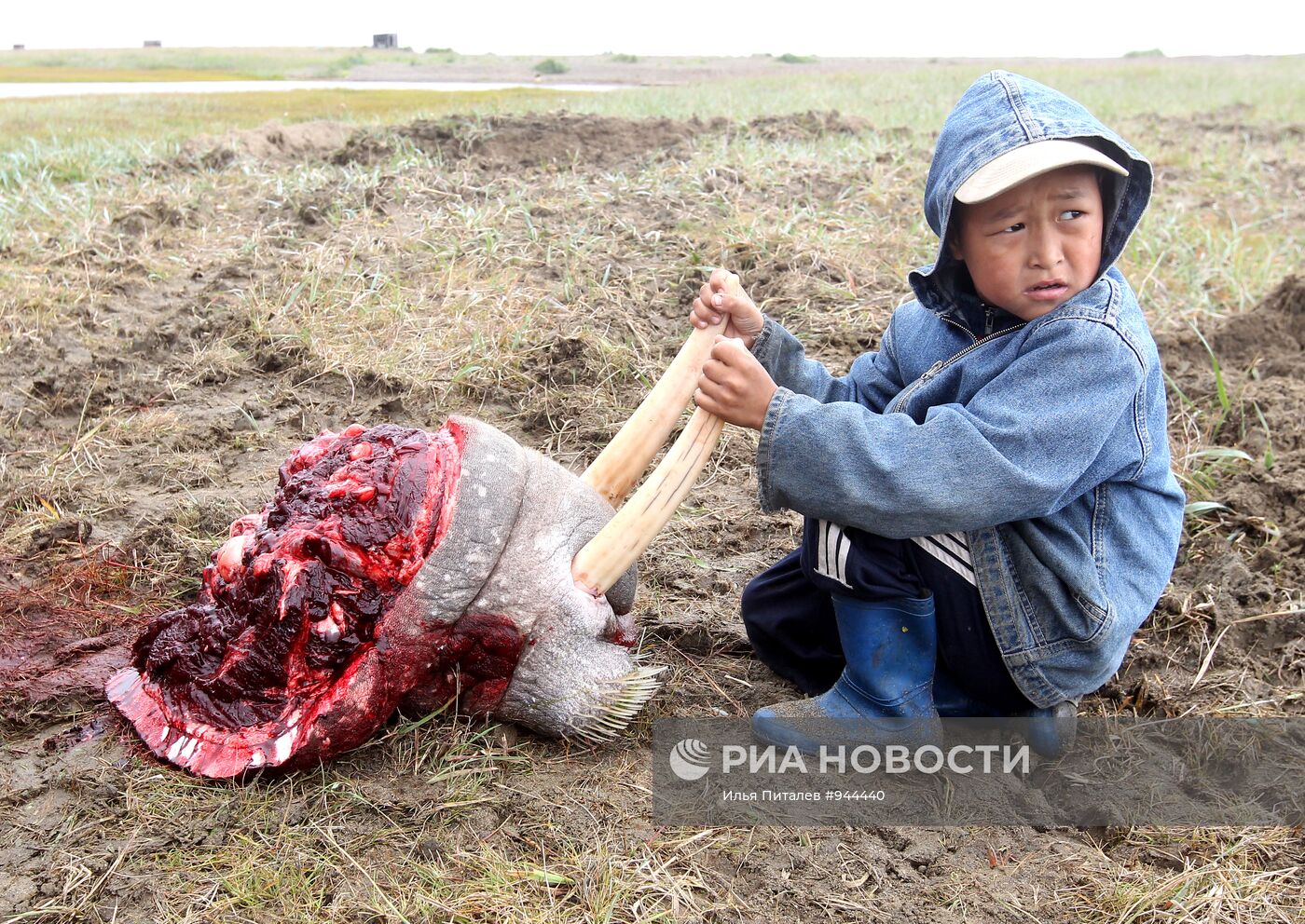 Промысел моржей на Чукотке