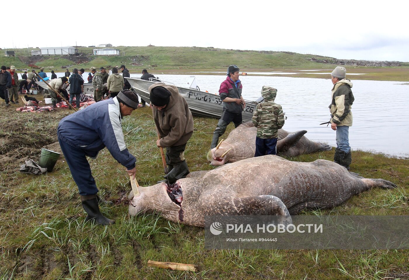 Промысел моржей на Чукотке