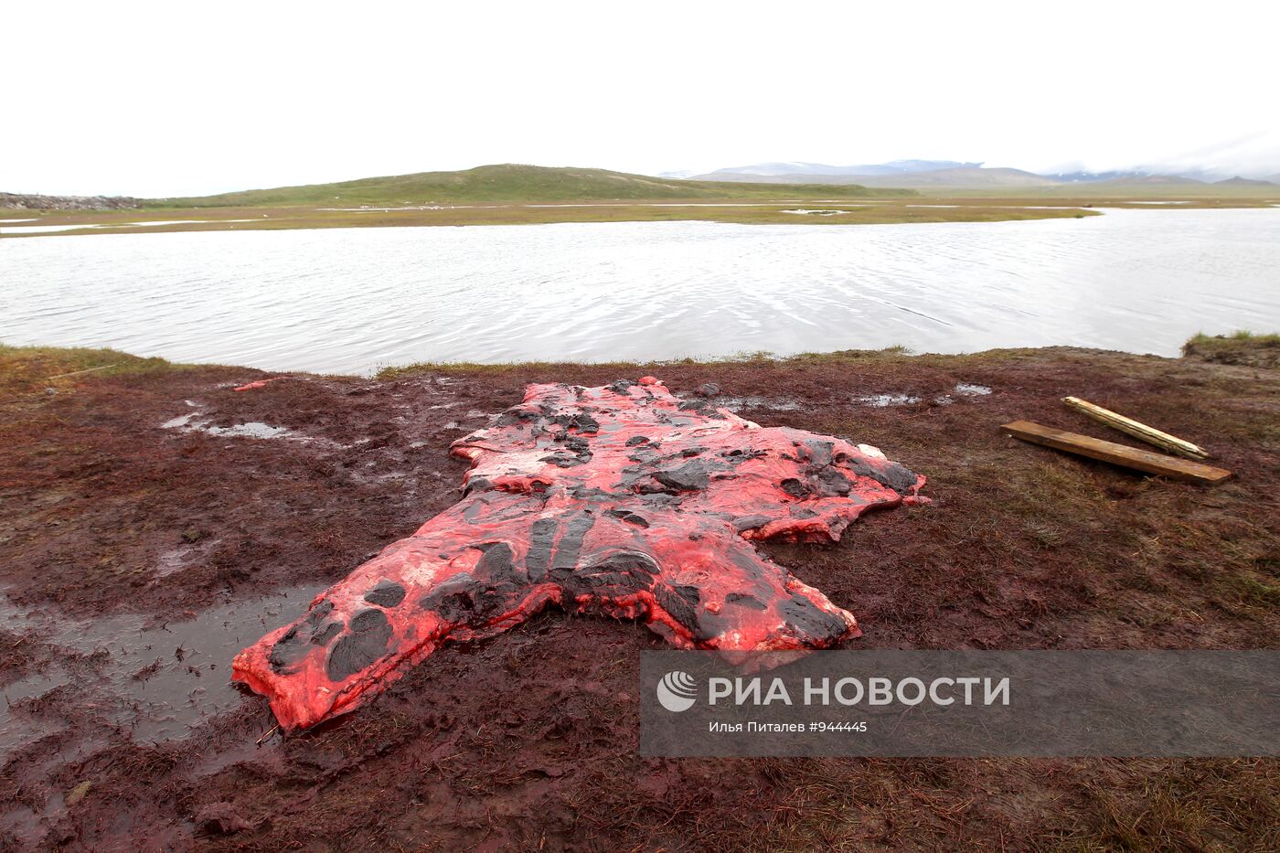 Промысел моржей на Чукотке