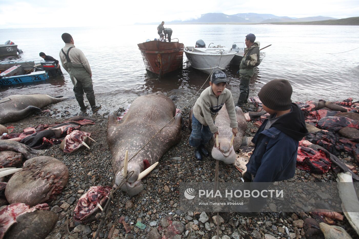 Промысел моржей на Чукотке