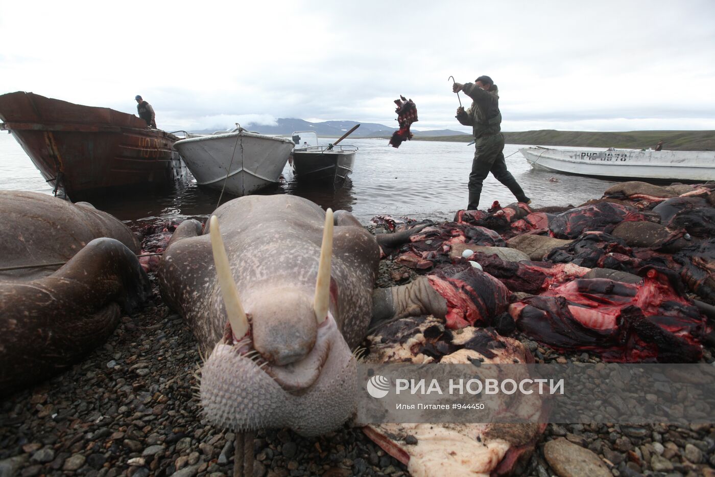 Промысел моржей на Чукотке