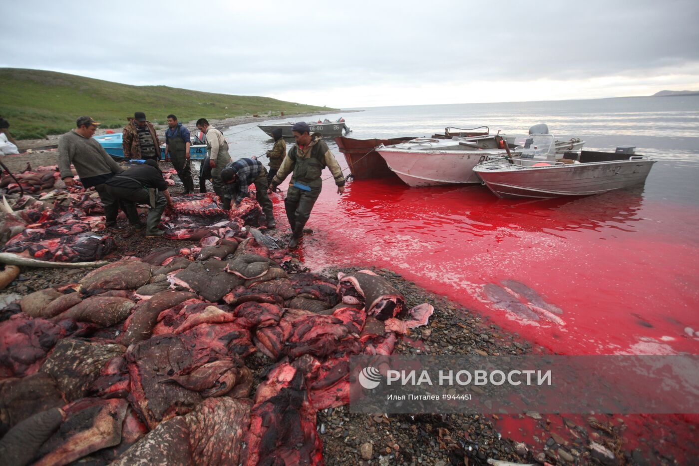 Промысел моржей на Чукотке
