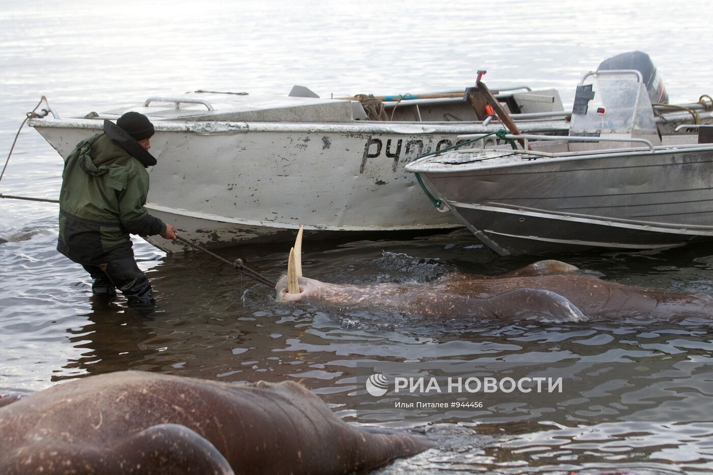 Промысел моржей на Чукотке