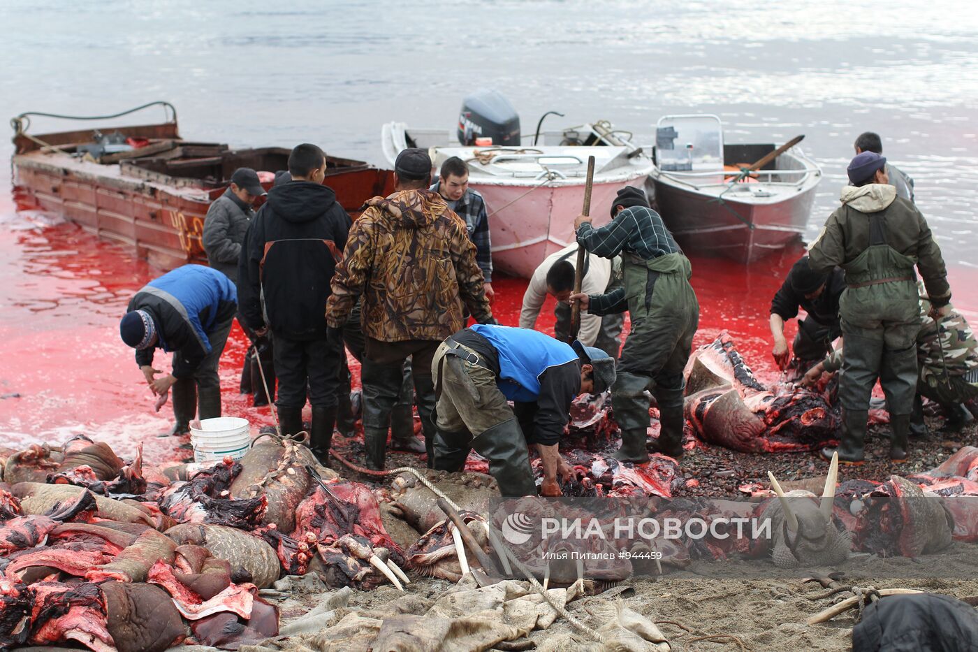 Промысел моржей на Чукотке