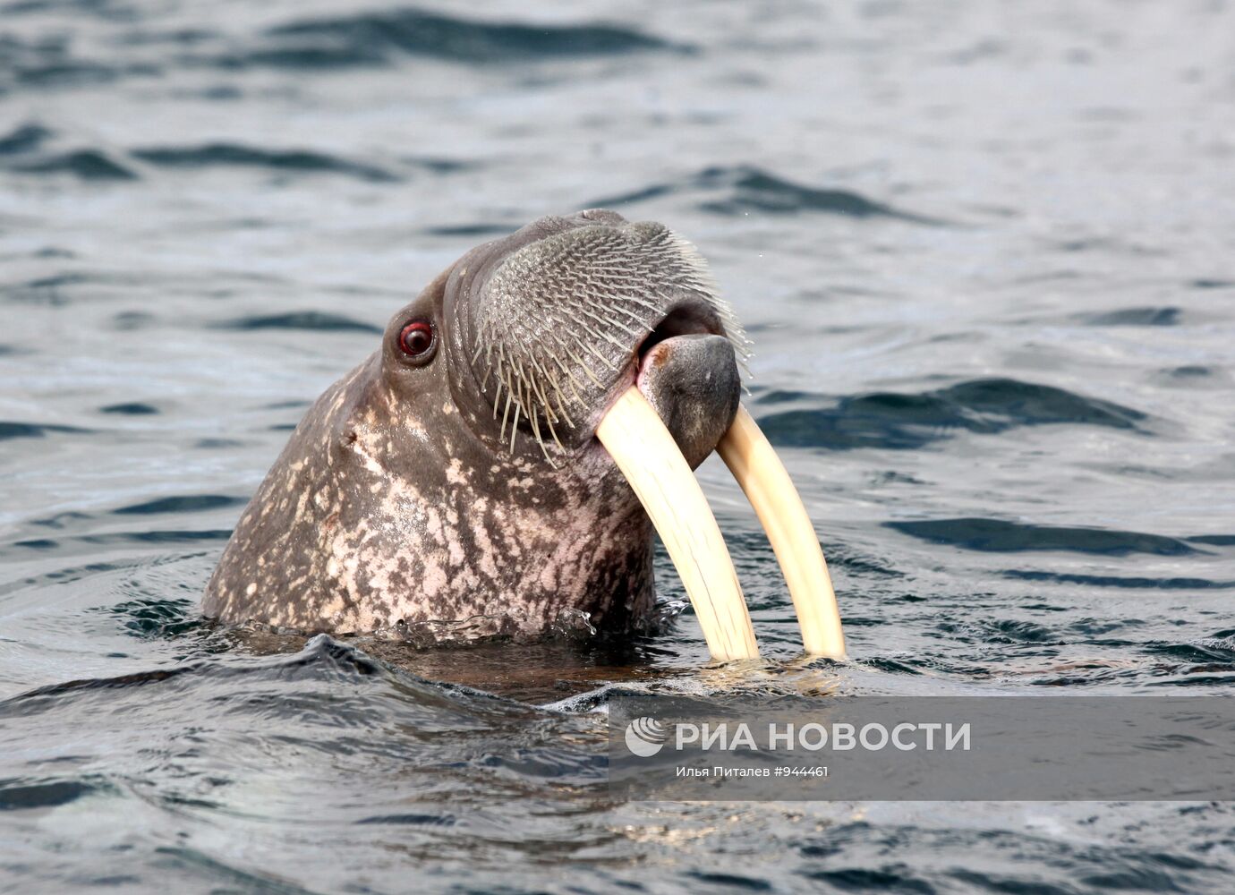 Промысел моржей на Чукотке