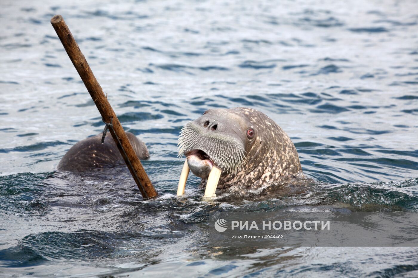 Промысел моржей на Чукотке