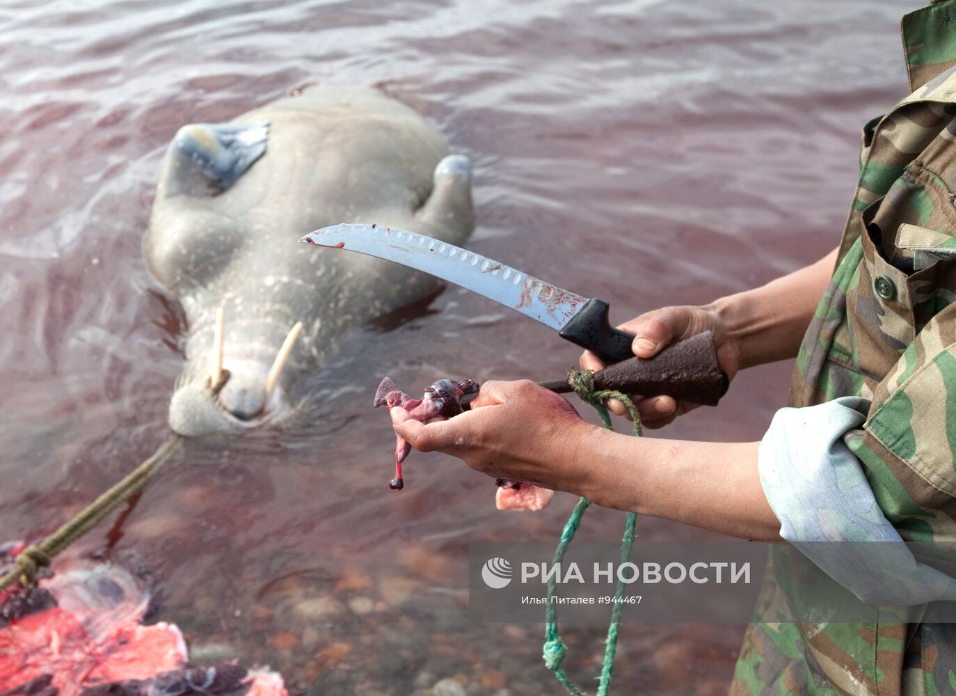 Промысел моржей на Чукотке
