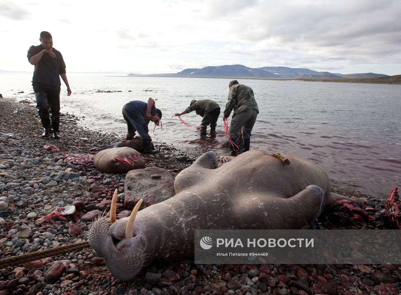 Промысел моржей на Чукотке