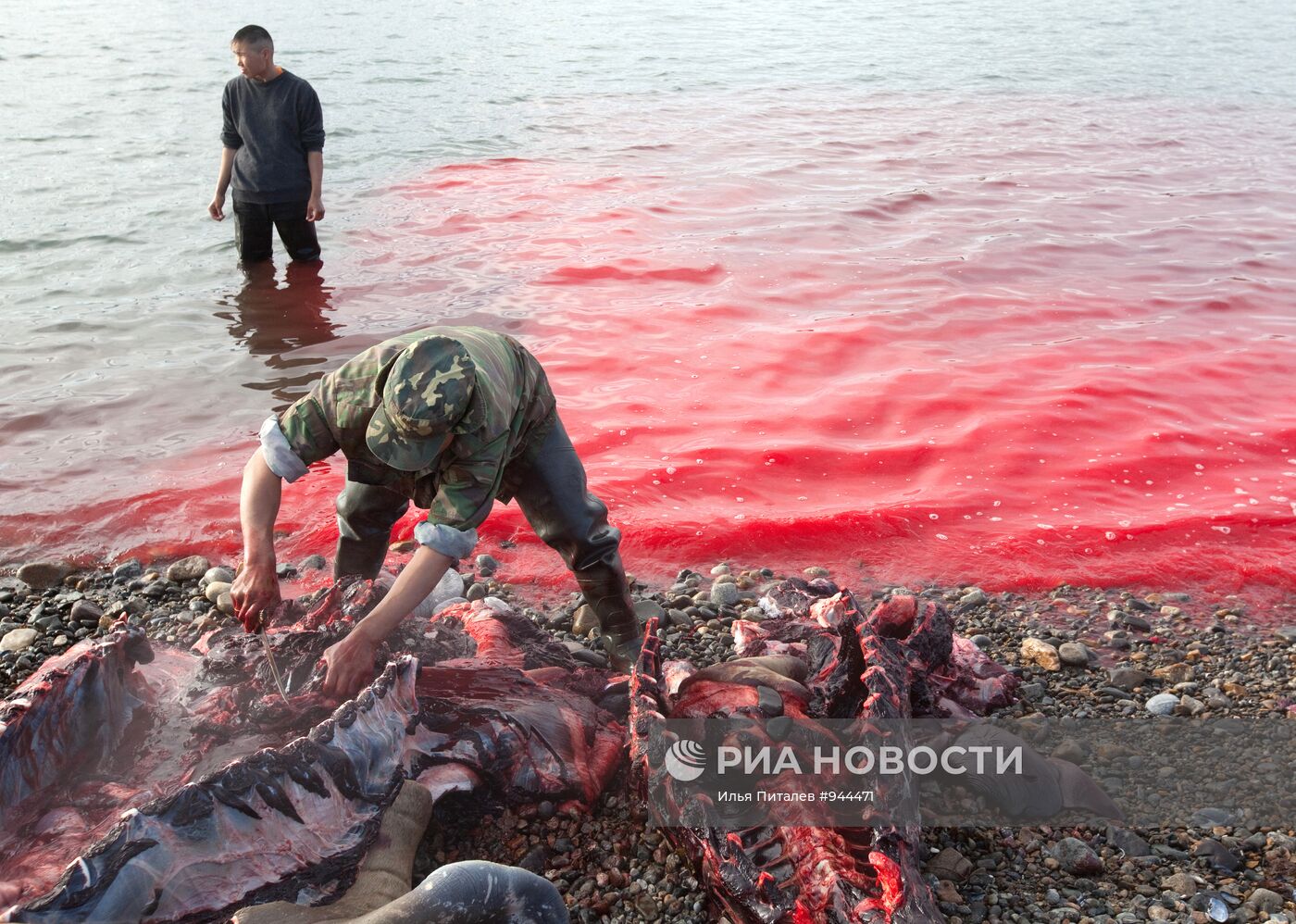 Промысел моржей на Чукотке